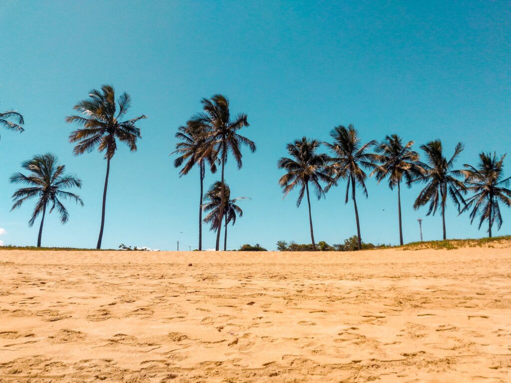 coconut trees on brown sand Best Beaches In Cozumel For Cruise Day - Cozumel Beach Excursions All Inclusive (10 Best Beaches In Cozumel)