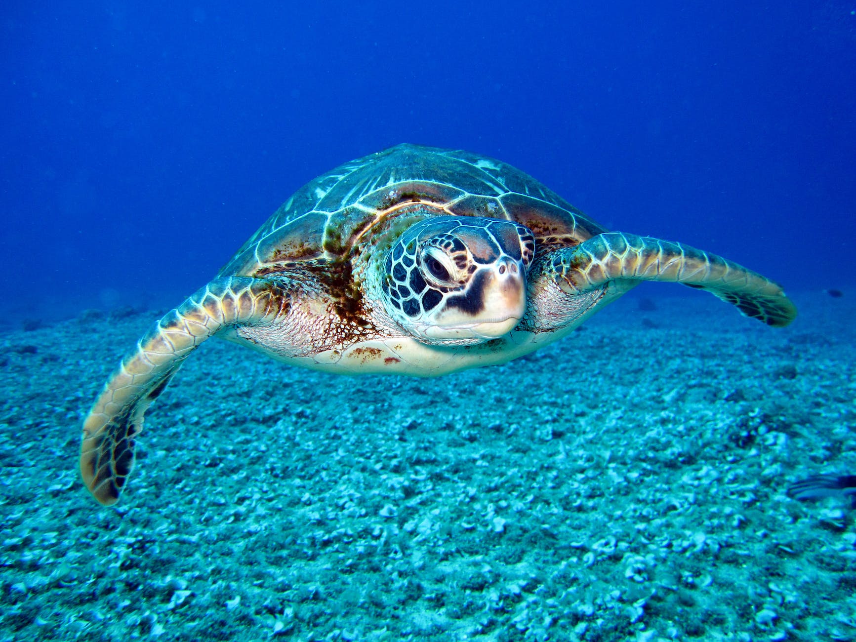black and white turtle Do You Need Water Shoes In Hawaii