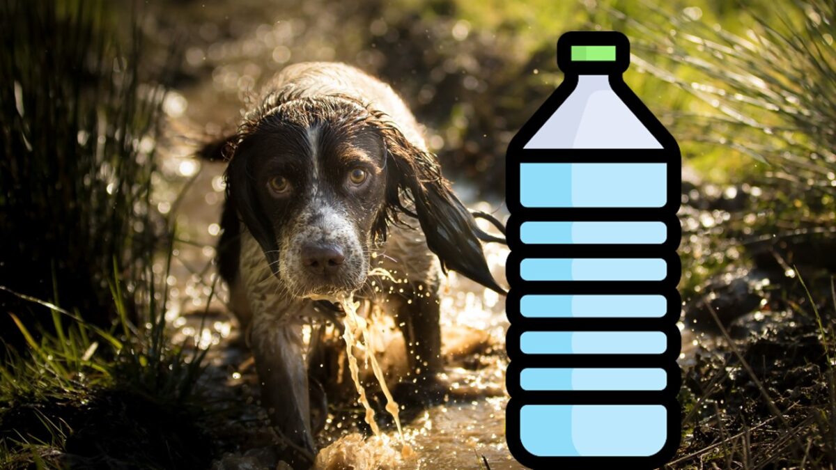 Why Does My Water Bottle Smell Like Wet Dog