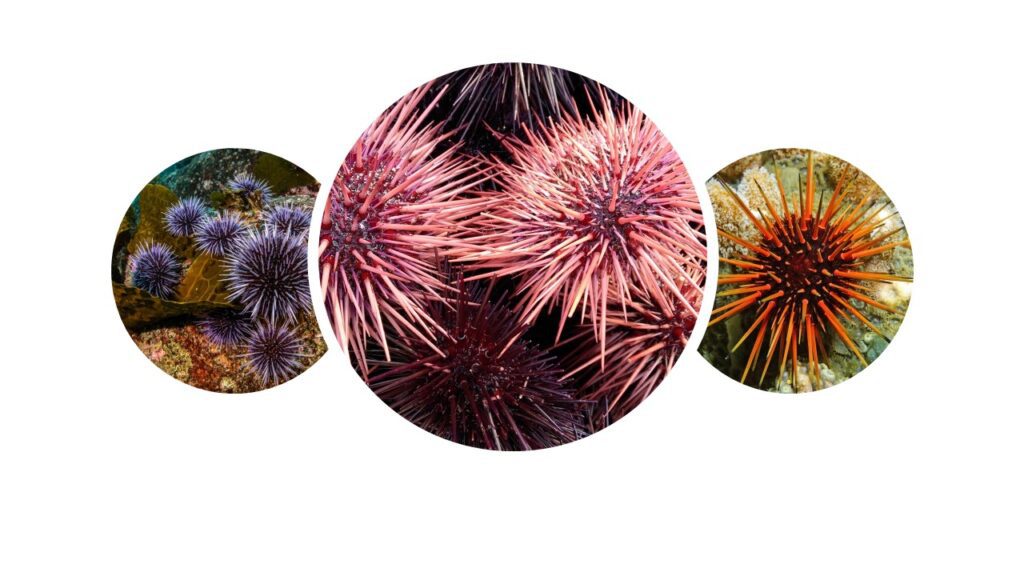 Do Water Shoes Protect Against Sea Urchins