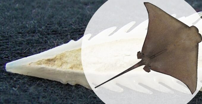 Do Water Shoes Protect Against Stingrays