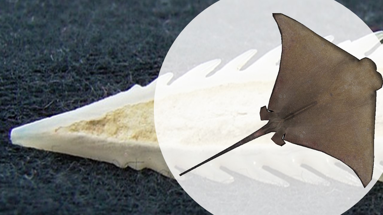 Do Water Shoes Protect Against Stingrays