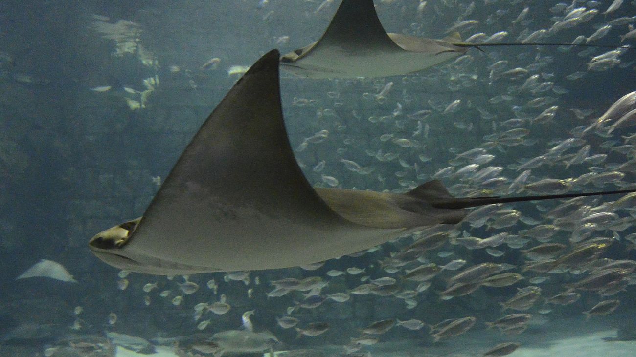 Do Water Shoes Protect Against Stingrays 