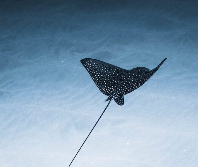 Stingray Sting Long-Term Effects