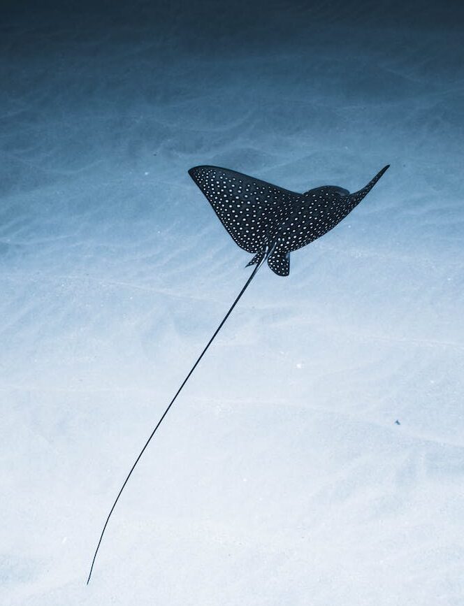 Do Water Shoes Protect Against Stingrays 