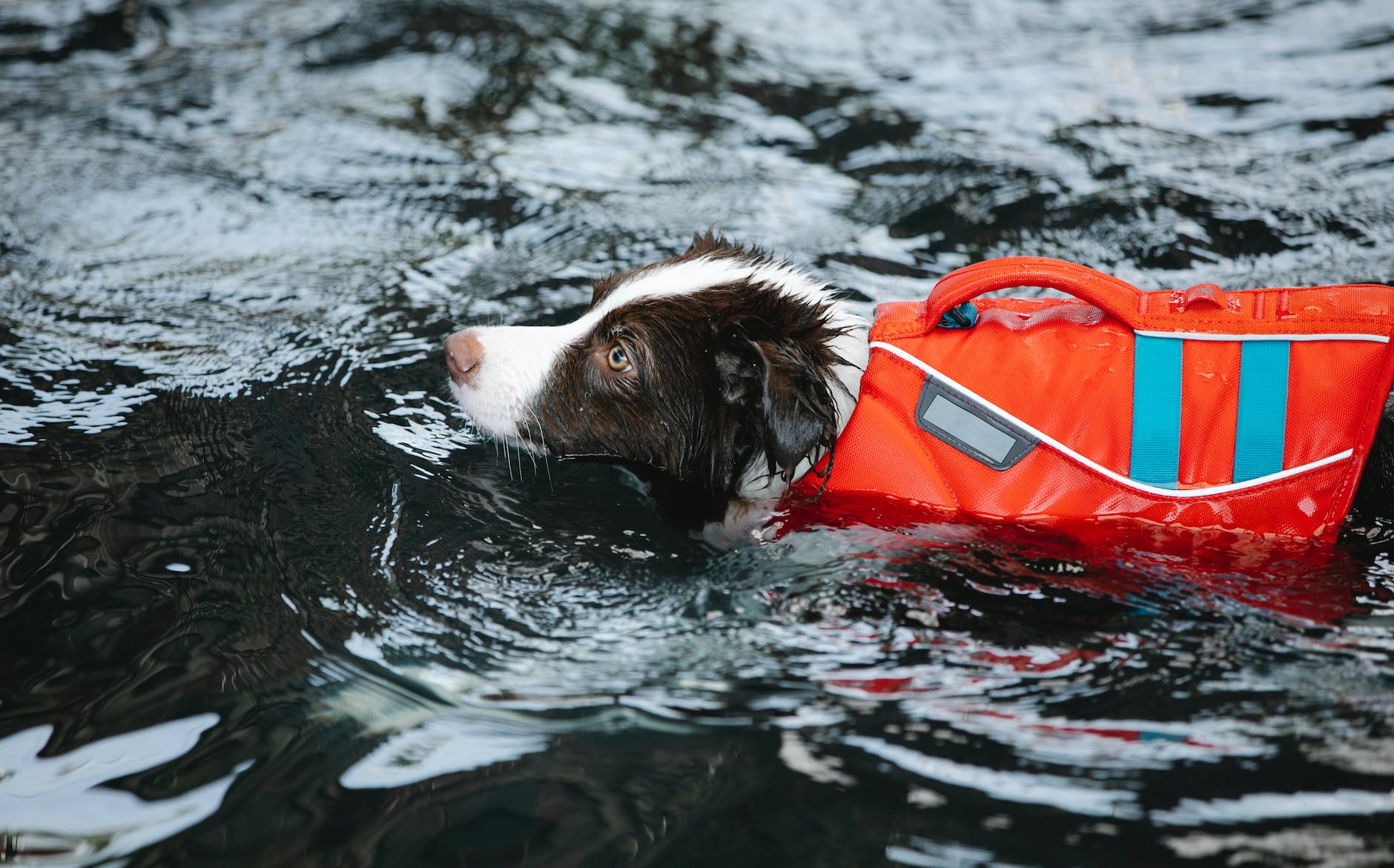 What Should You Do With A Torn Life Jacket