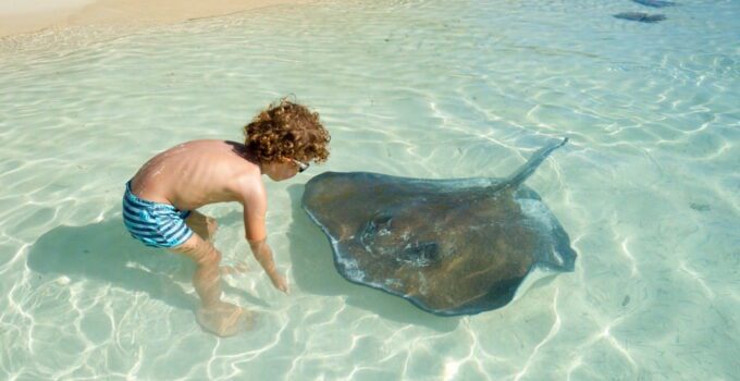 Stingray Sting Swollen After A Week Stingray Sting Long-Term Effects