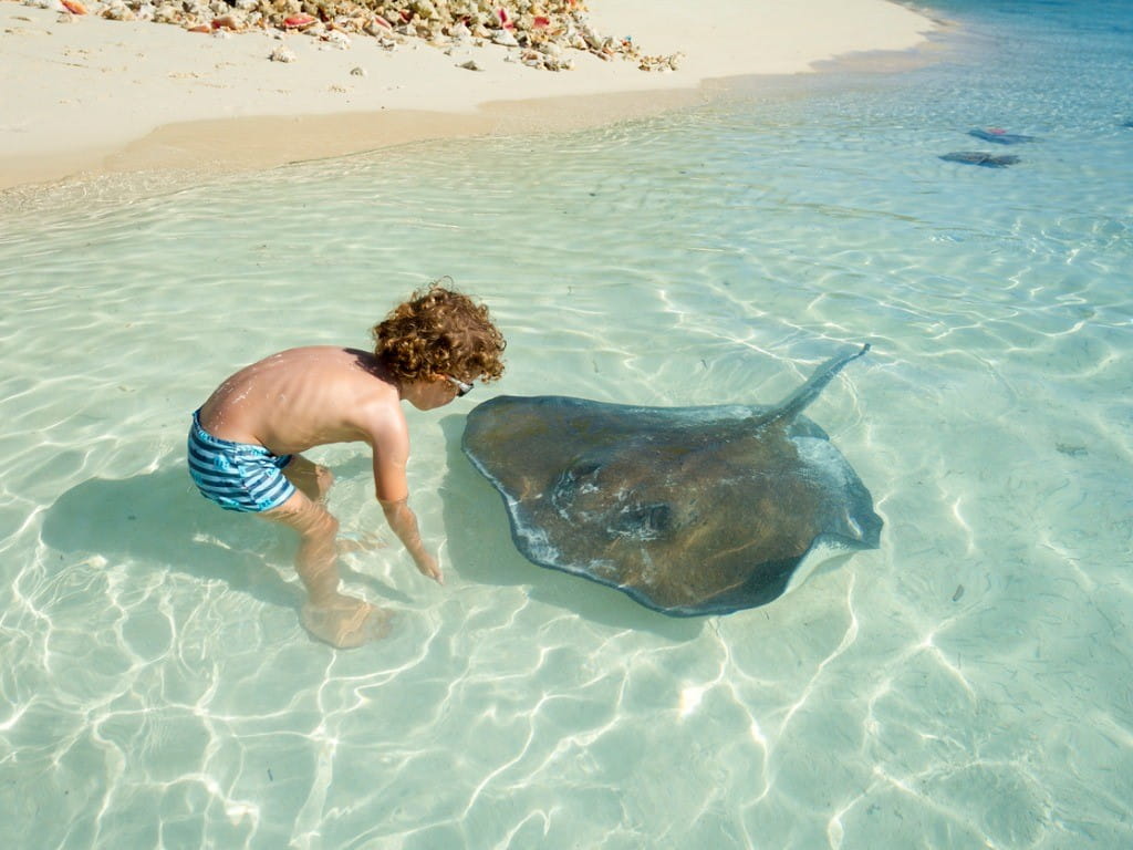 Stingray Sting Swollen After A Week How to prevent stingray stings