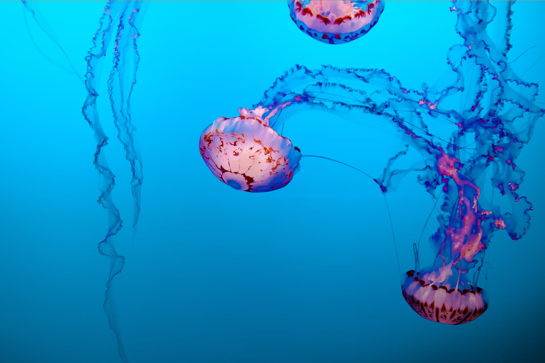Do Water Shoes Protect From Jellyfish