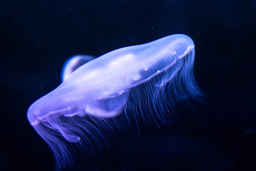 What To Do If A Jellyfish Stings You Why Is My Jellyfish Sting Itching A Week Later