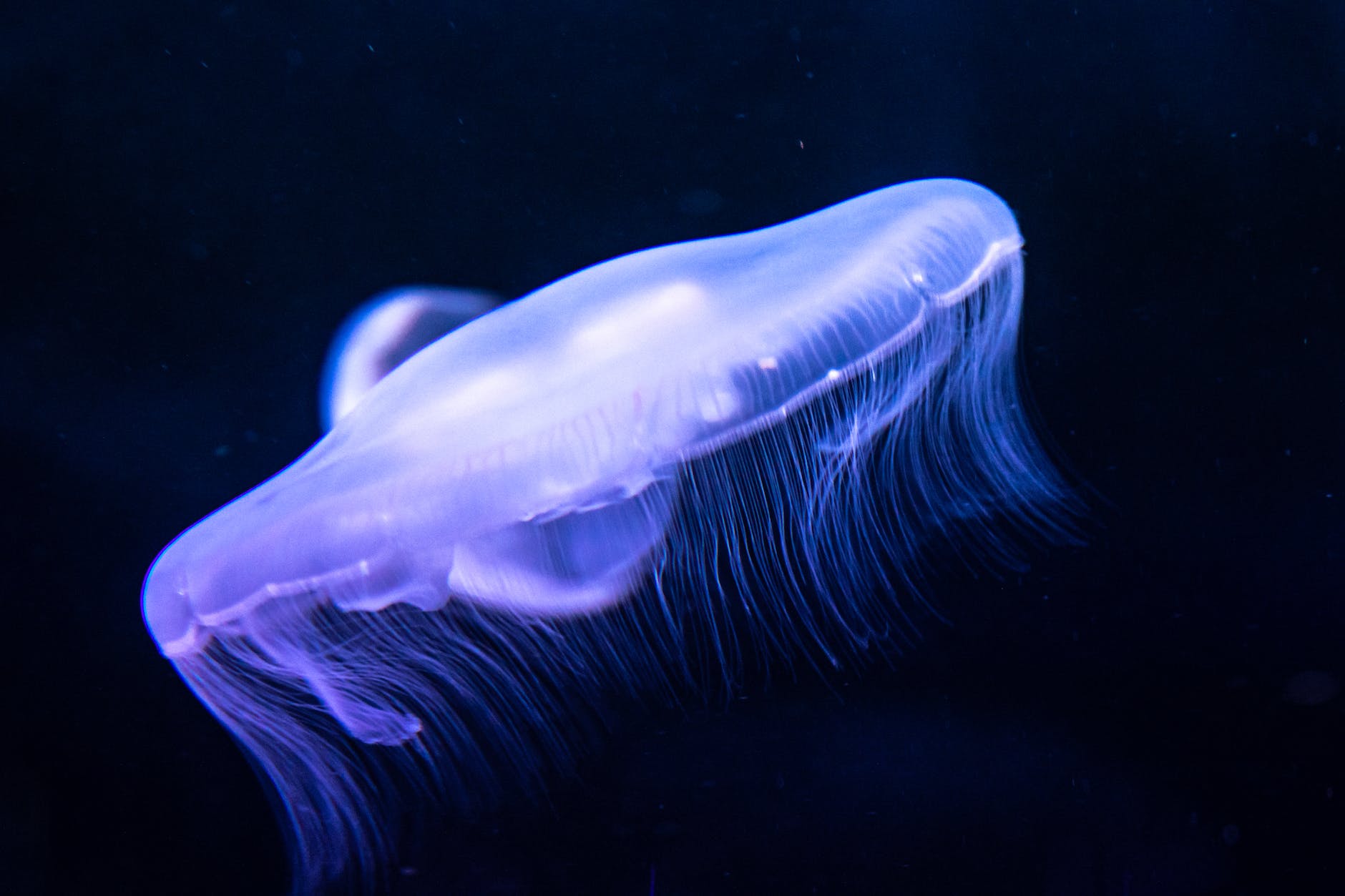 What To Do If A Jellyfish Stings You