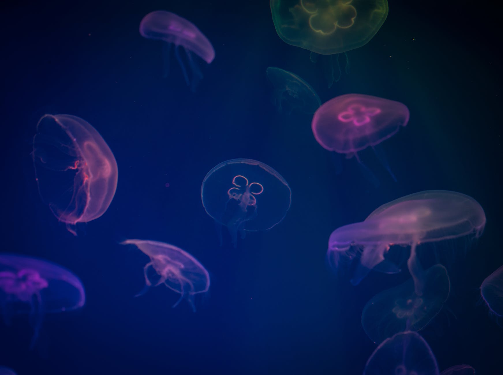 Do Water Shoes Protect From Jellyfish