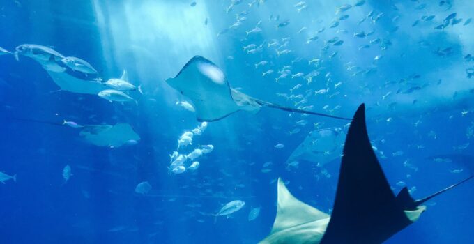 Day After Stingray Sting