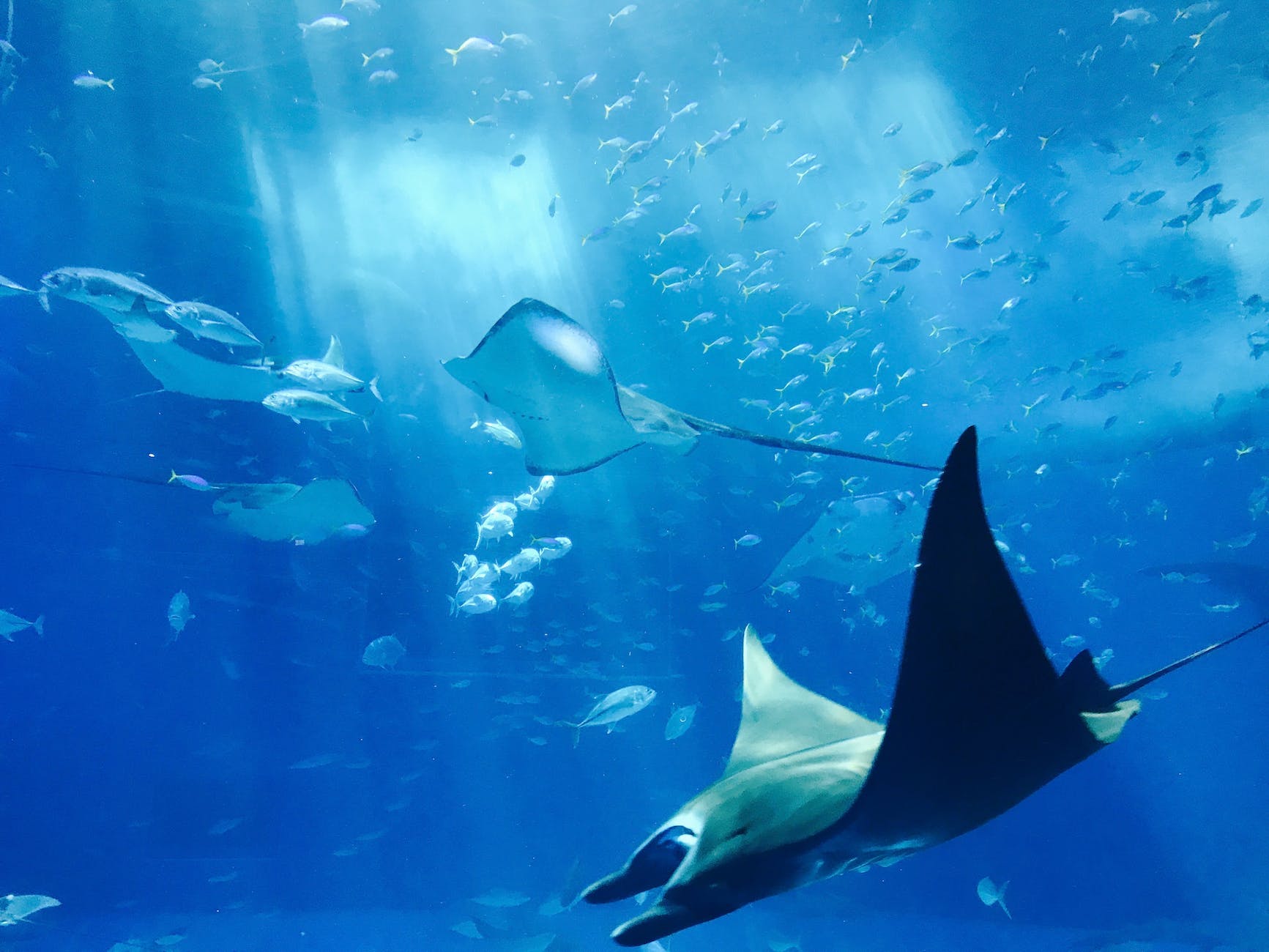 Day After Stingray Sting