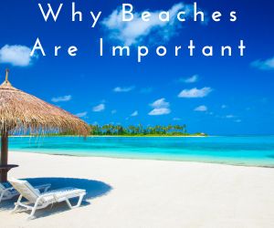 Why Beaches Are Important