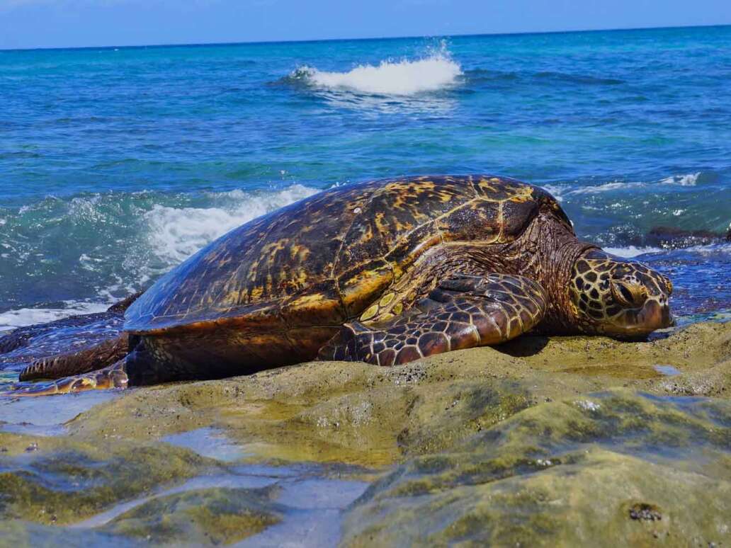 Laniakea Beach Where to snorkel in Oahu 