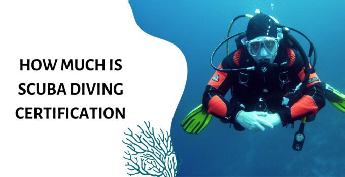 How much scuba diving certification