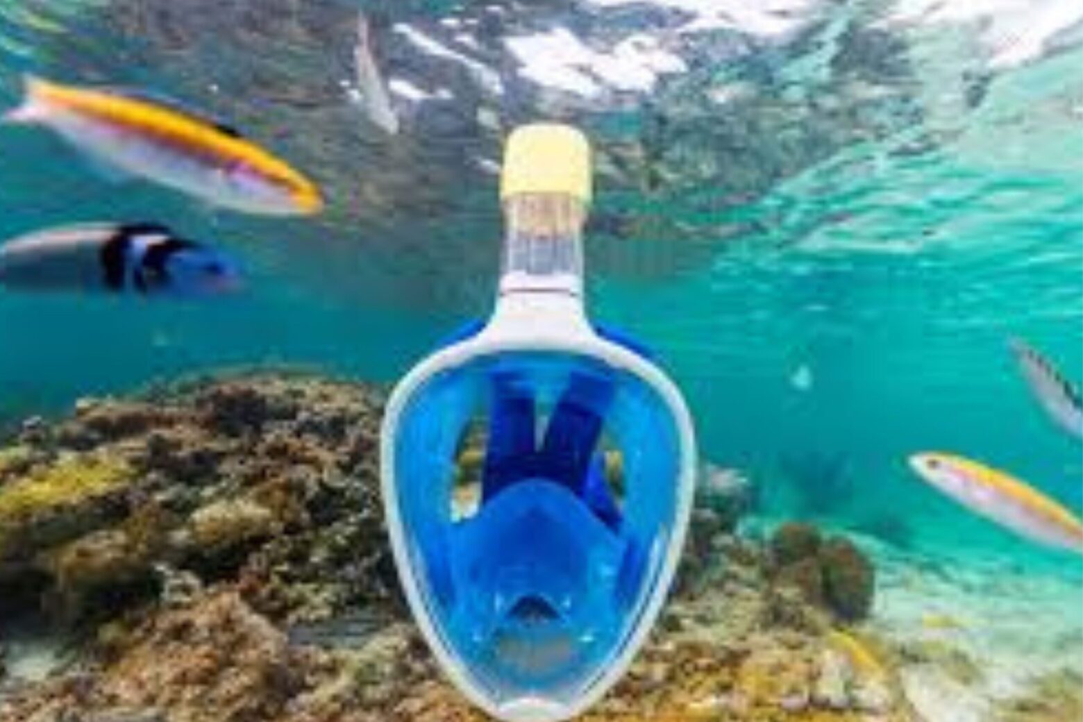 Can You Freedive With Full Face Snorkel Mask – A Deep and Honest Guide ...
